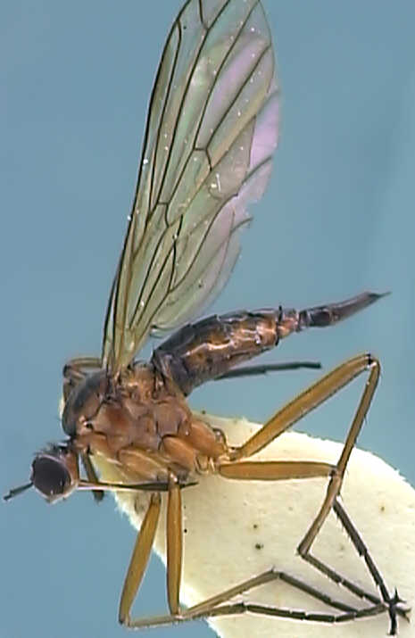 Empis trigramma